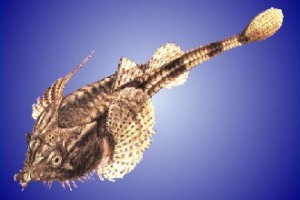 Photo of the Armed Bullhead fish (Agonus cataphractus)